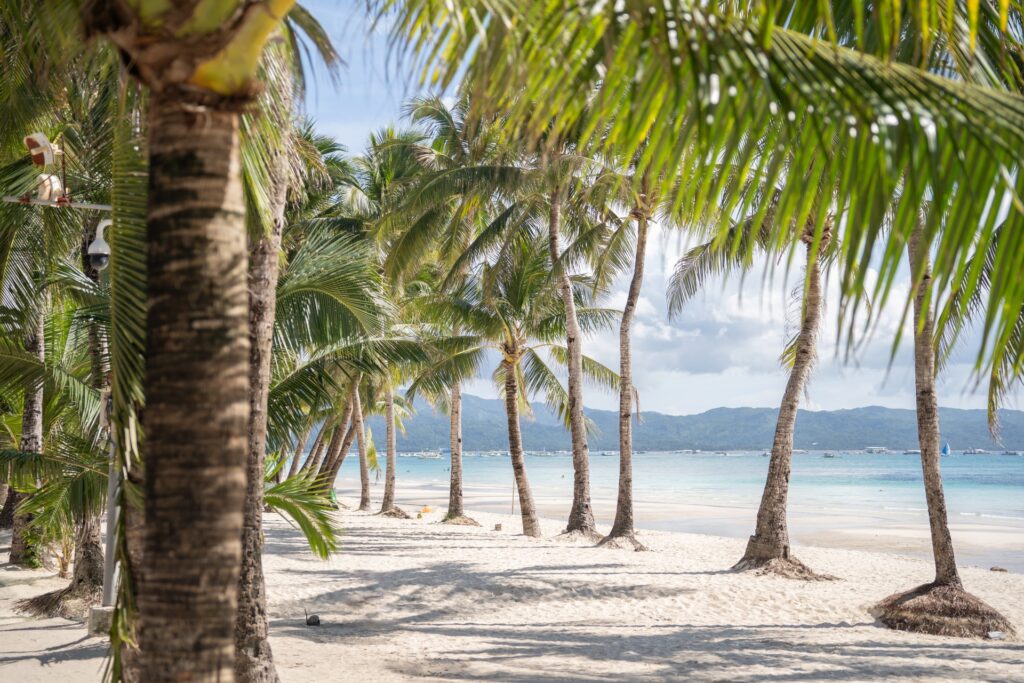 椰子の木の並木とビーチ
